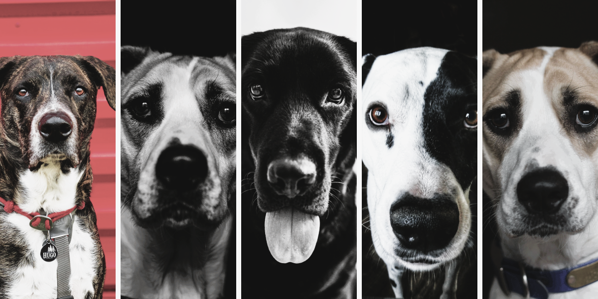 collage-perros editado